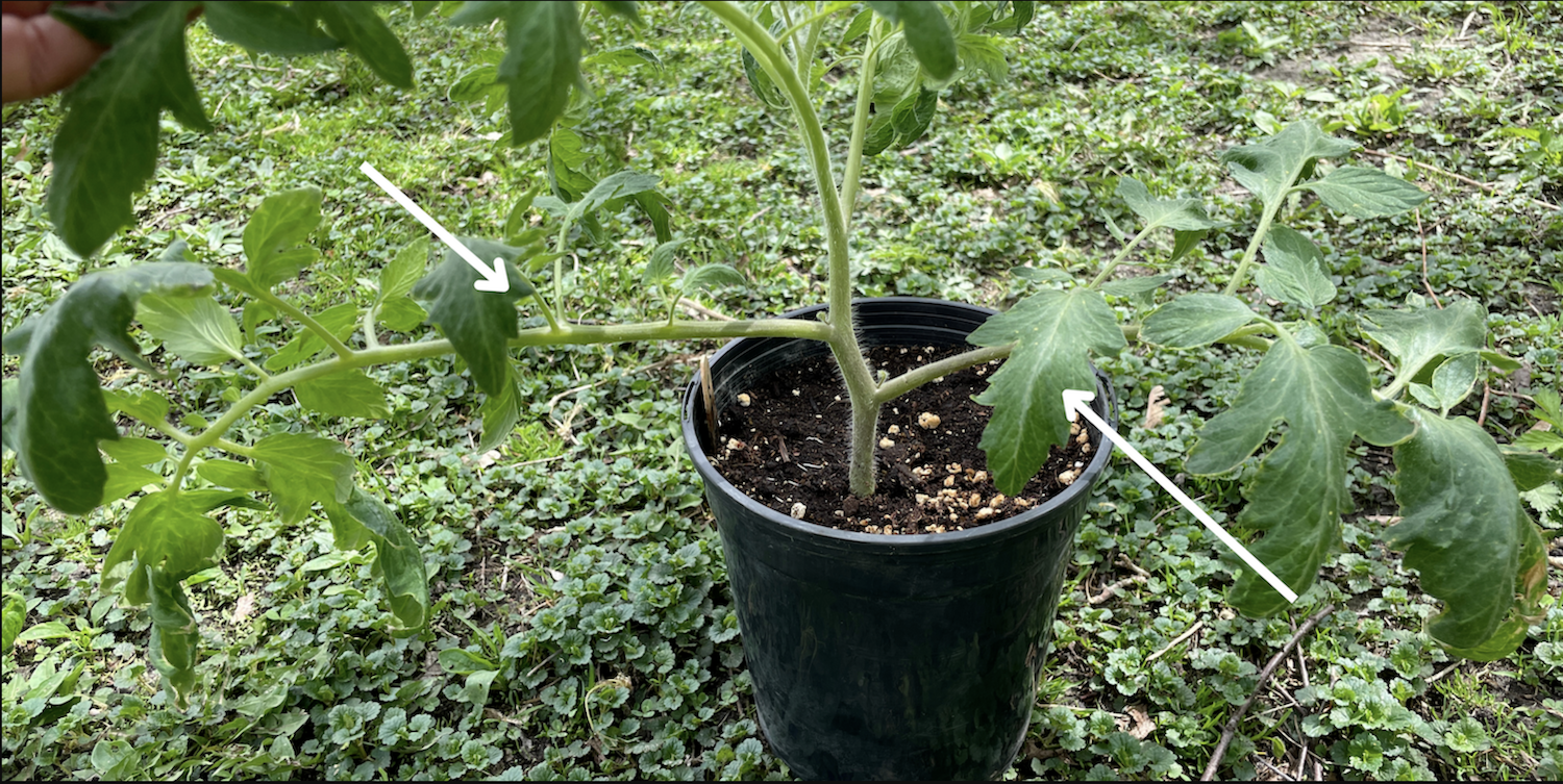 A tomato plant ready to be pruned. White arrows pointing to which branches should be removed.