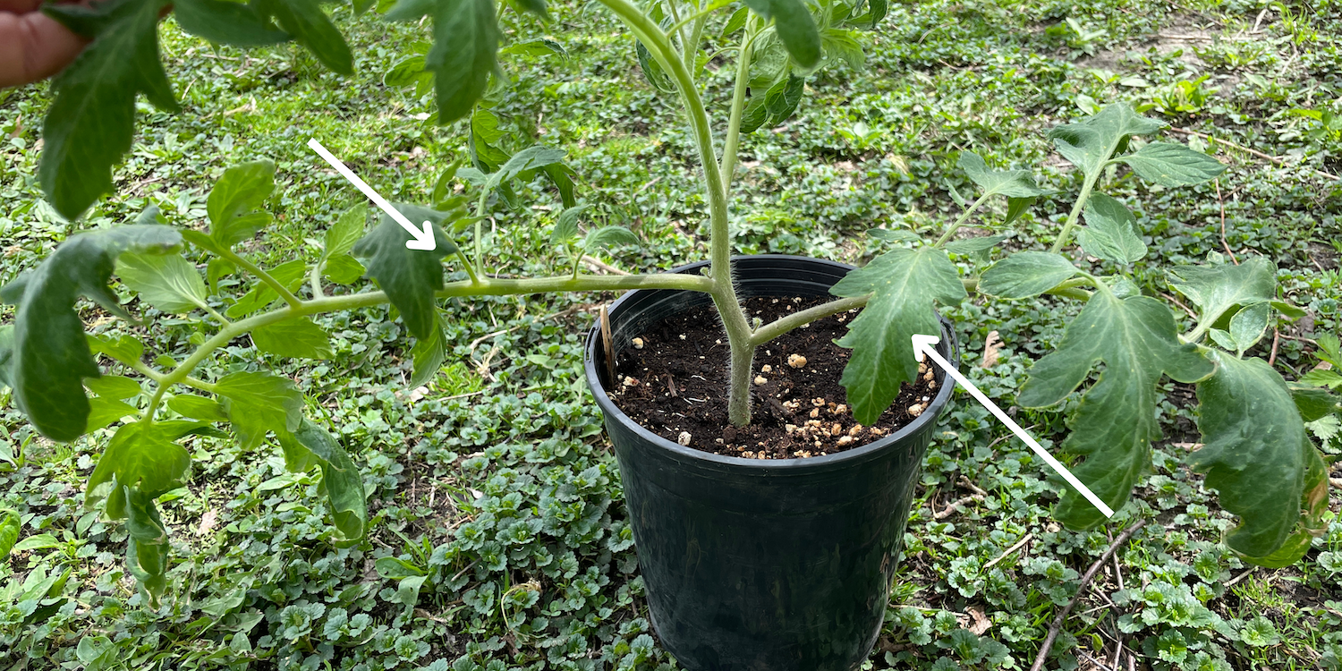 Arrows pointing to the bottom set of leaves on a tomato plant