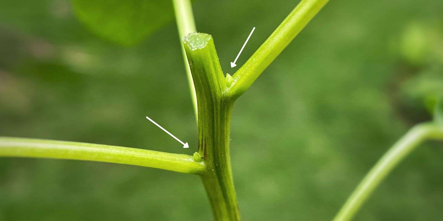 Freshly topped pepper plant with arrows pointing to growth nodes