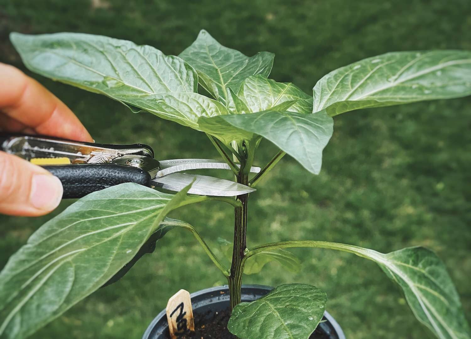 A pepper plant sitting on a deck railing with scissors set just about to top the pepper plant