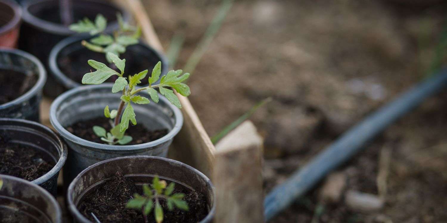 tomato seedlings in pots on the ground waiting to be planted