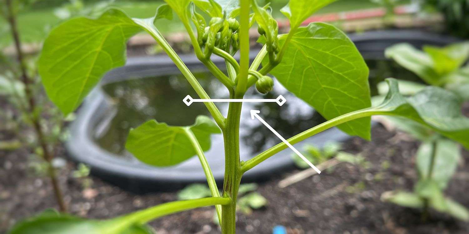 Illustration showing where to top pepper plants