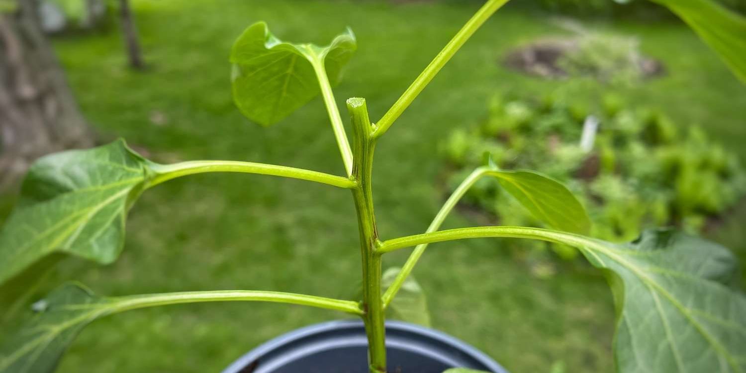 Freshly topped pepper plant