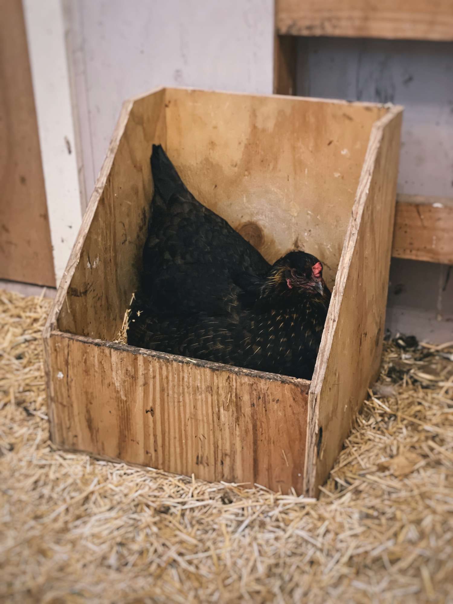 A dark colored hen sitting in a chicken nesting box that is perfectly sized for her