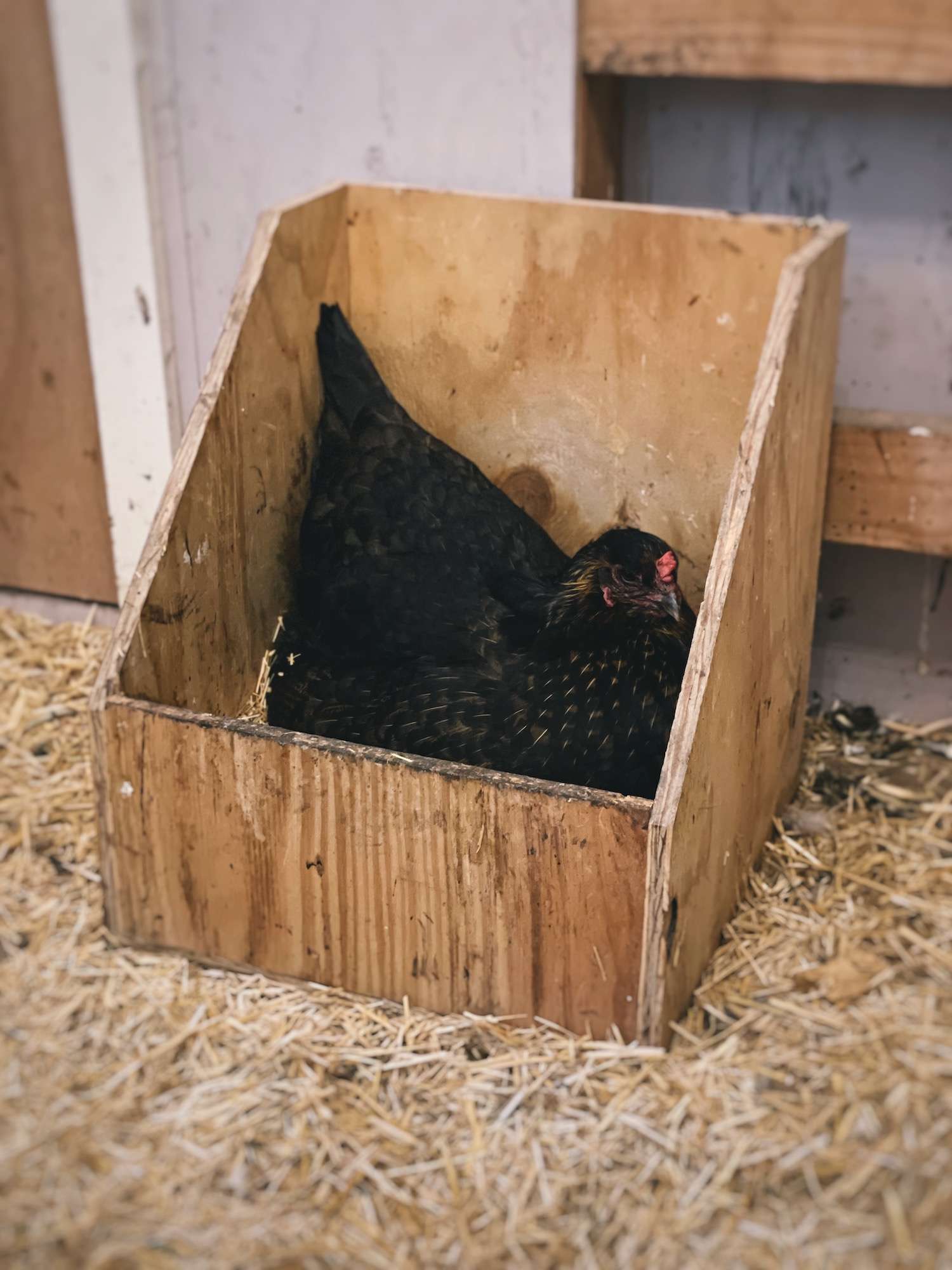 Nesting box store size for chickens