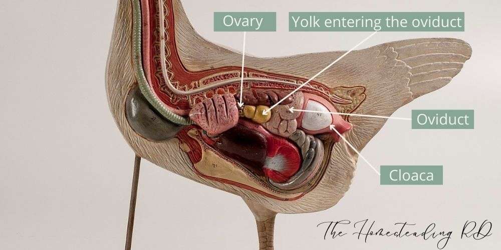 A diagram showing the hen's reproductive system