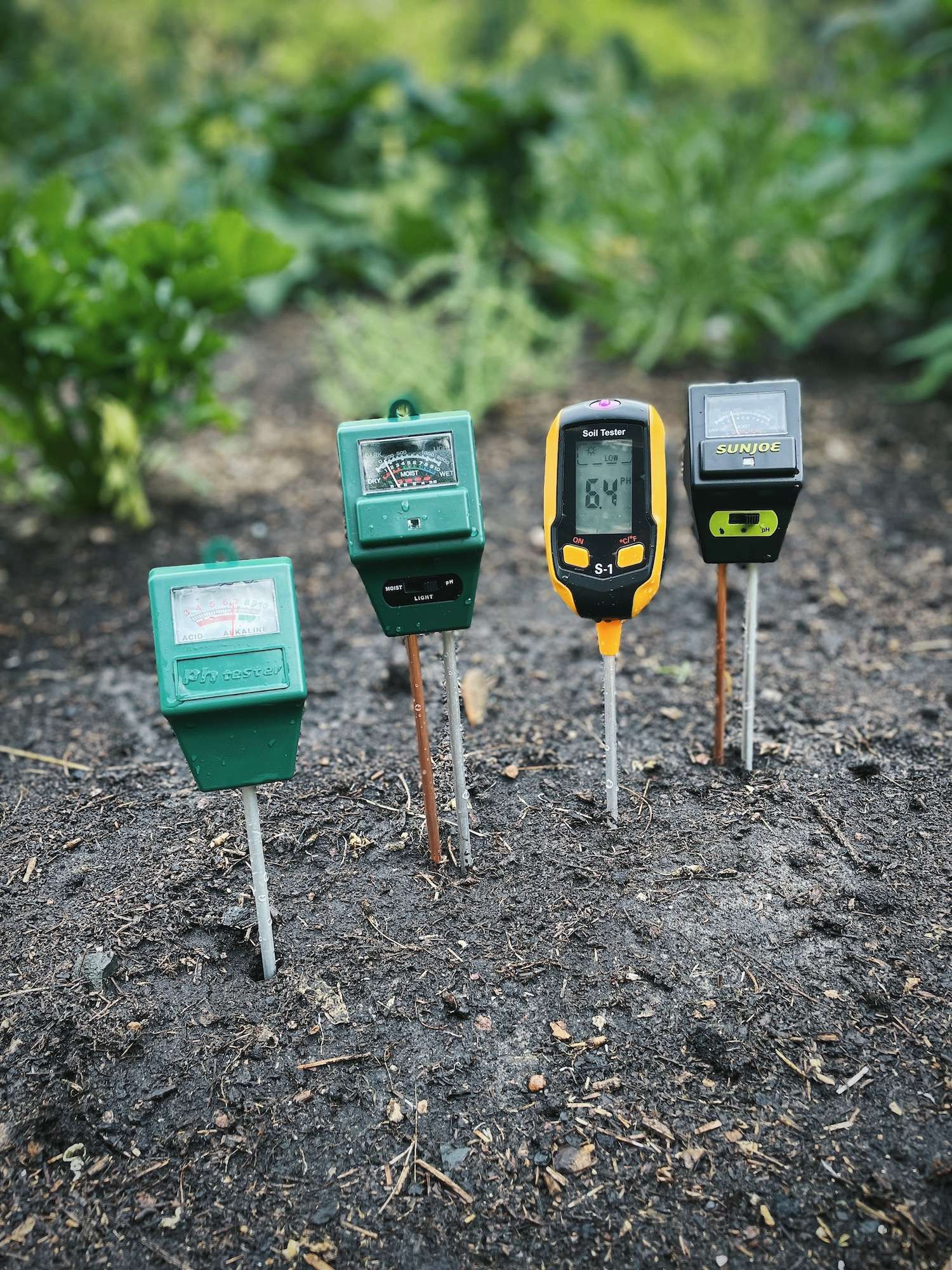 4 soil pH testers inserted into the soil of a raised bed