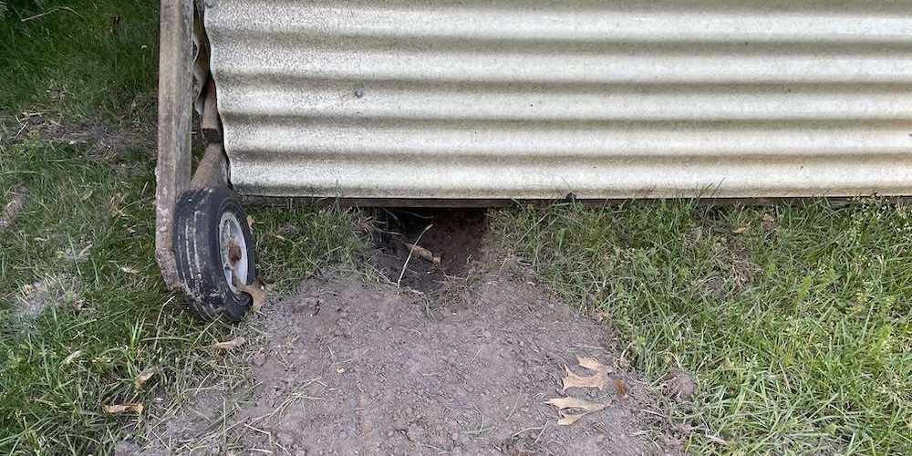 Photo of a hole that a fox dug to get under the back of our chicken tractor