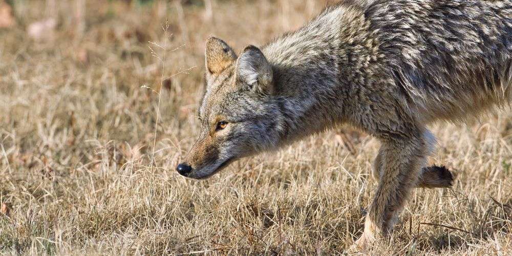 A coyote smelling for prey in a field