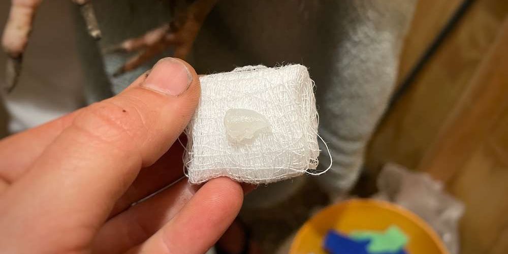 A gauze pad folded into a small square to cover bumblefoot in a chicken