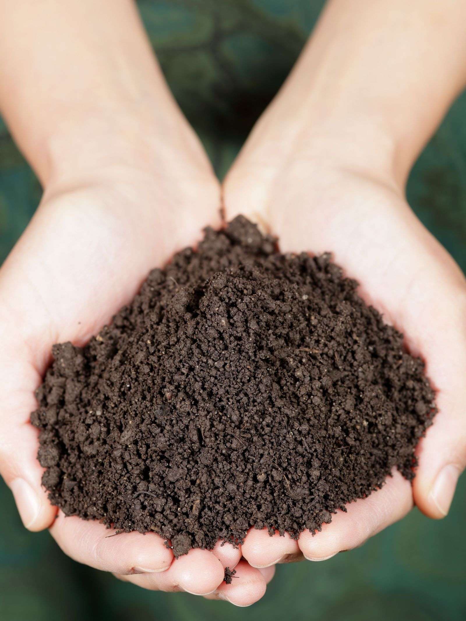 Hands holding some compost