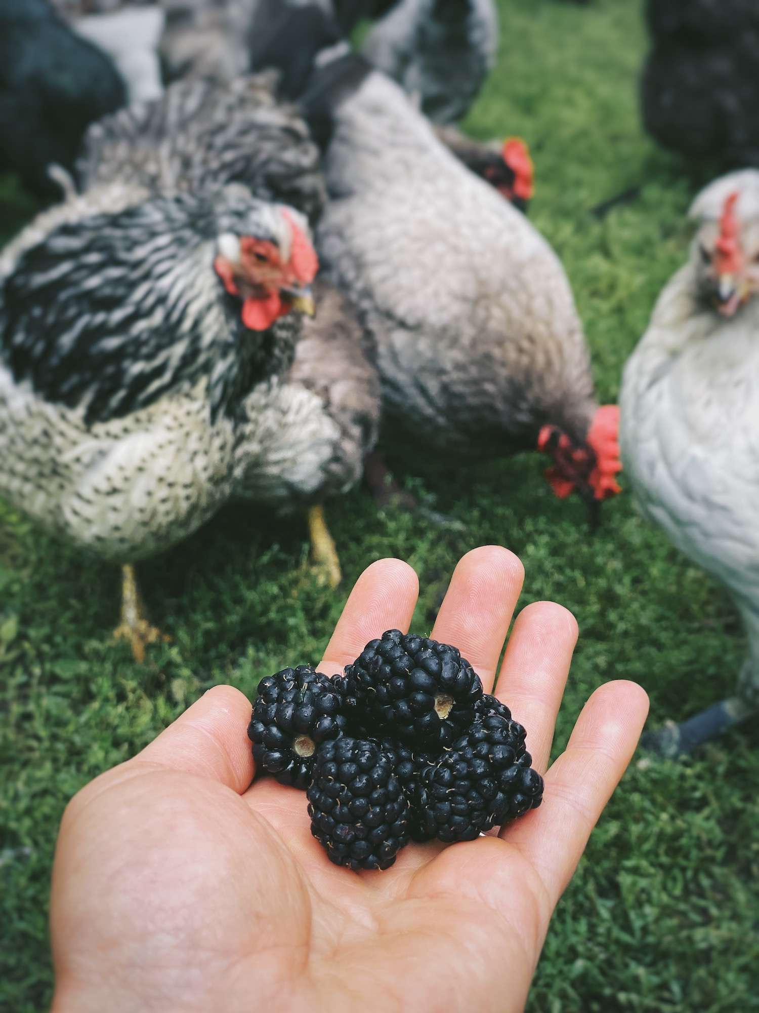 A hand holding blackberries extended to chickens outside