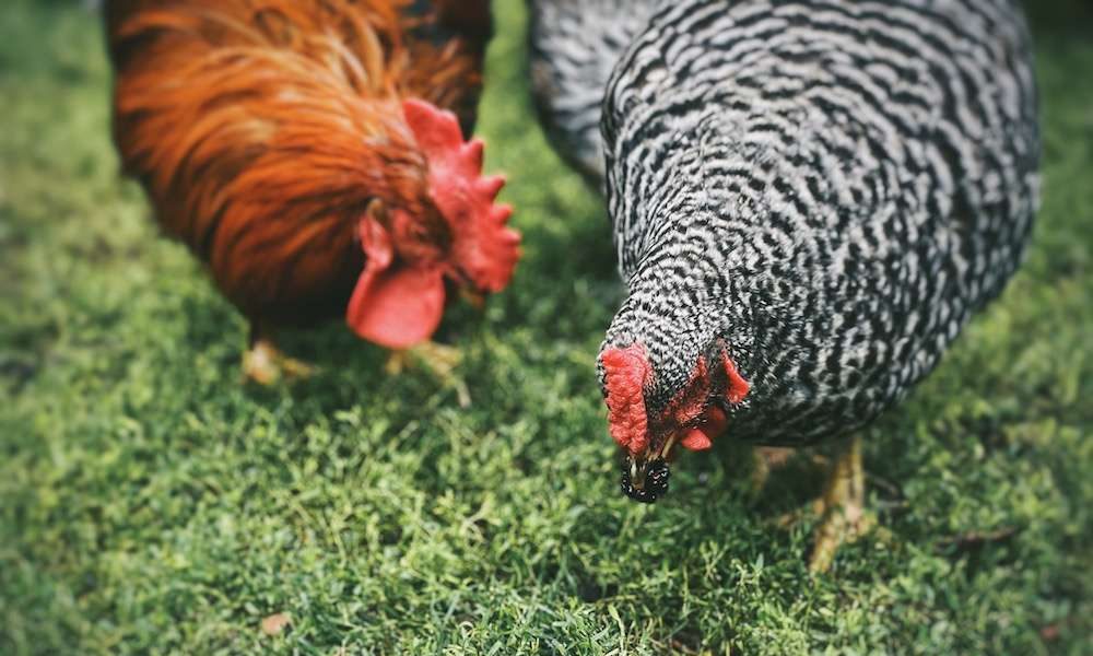 A hen and rooster eating a blackberry in the grass