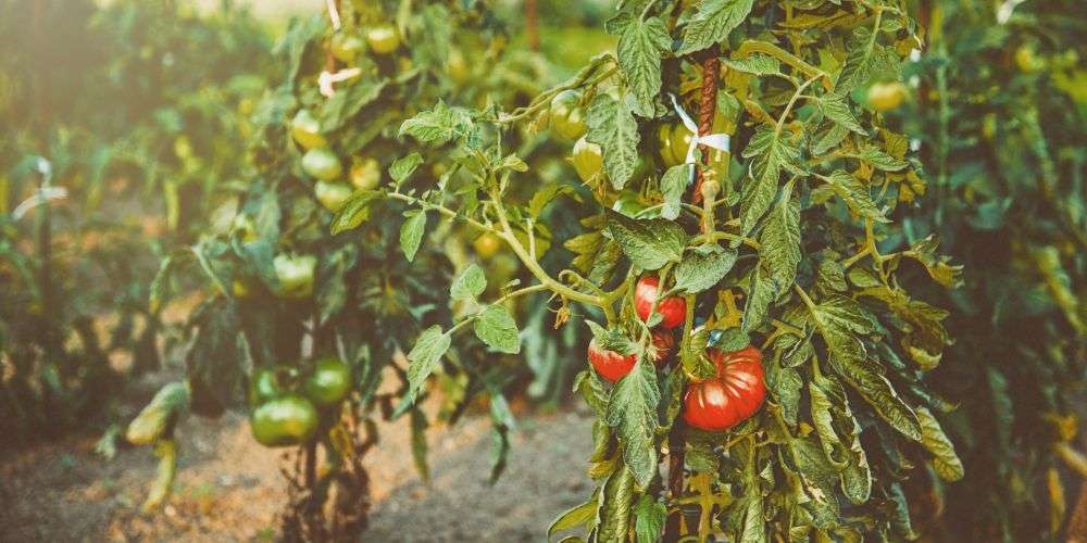 Healthy tomato plants