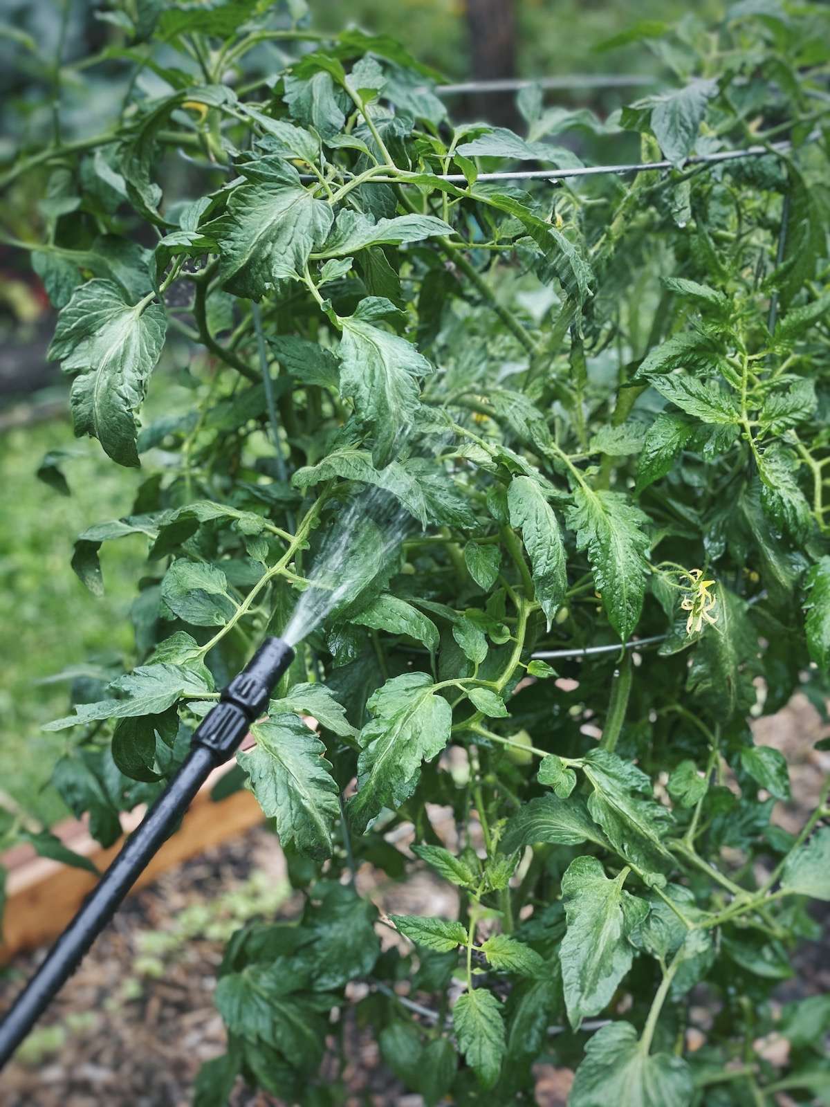 Spraying neem oil onto a tomato plant using a spraying wand