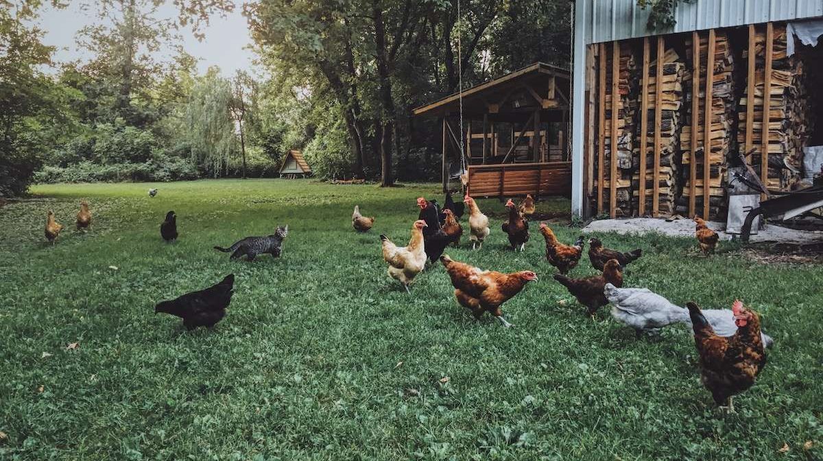 Hens outside on pasture in front of a wood shed and chicken coop