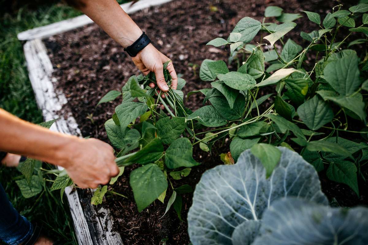 Picking green beans out in the garden
