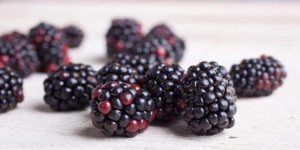 Blackberries sprawled out over a light colored background