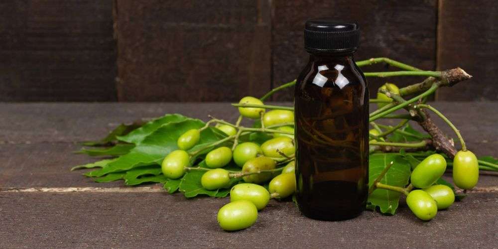 Neem fruit laying on top of neem leaves with a bottle of neem oil