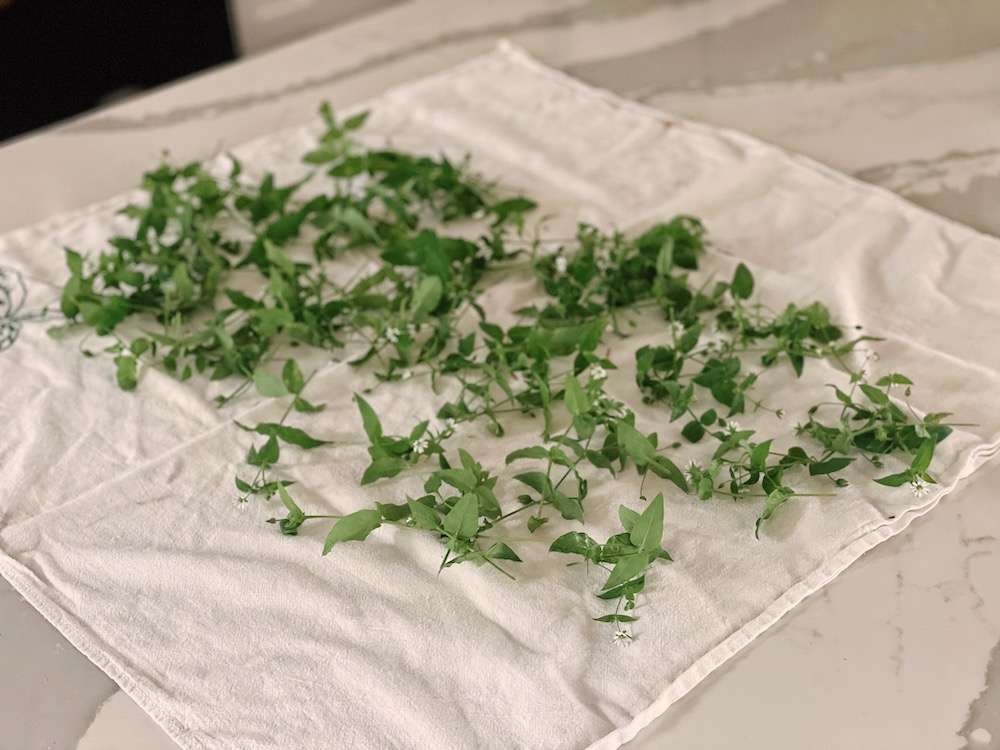 Chickweed spread out on a tea towel to dry and wilt