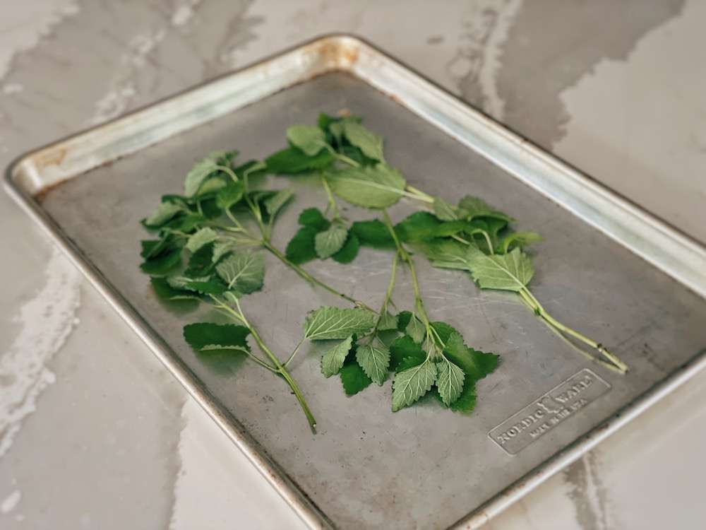 Lemon balm spread out in a baking sheet ready to go into the oven to dry