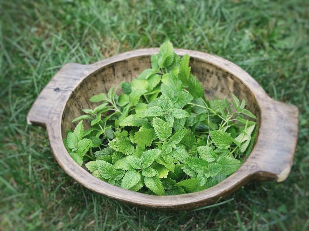 Freshly picked lemon balm placed inside a large wooden bowl out in the garden
