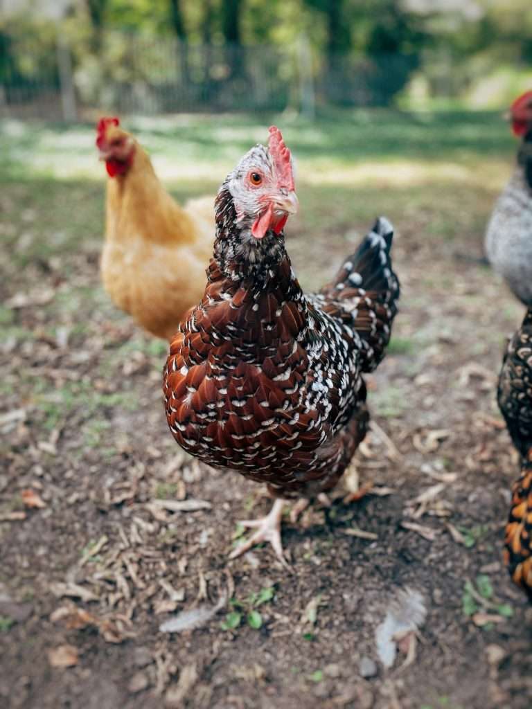 source of protein for chickens