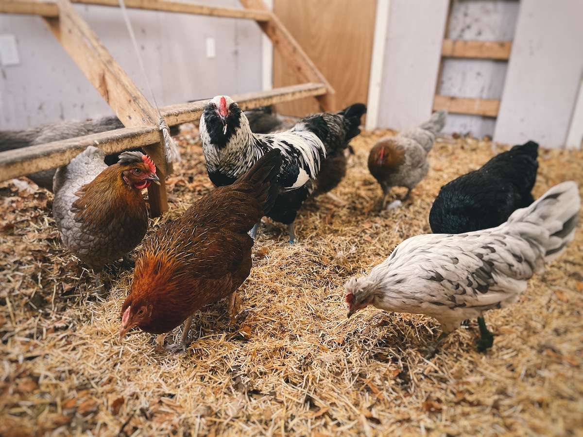 Chickens pecking at chicken bedding while in the coop