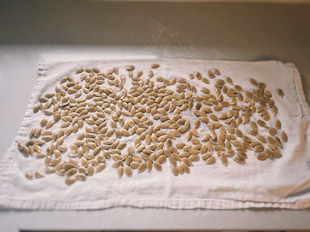 Pumpkin seeds laid out on a tea towel to dry