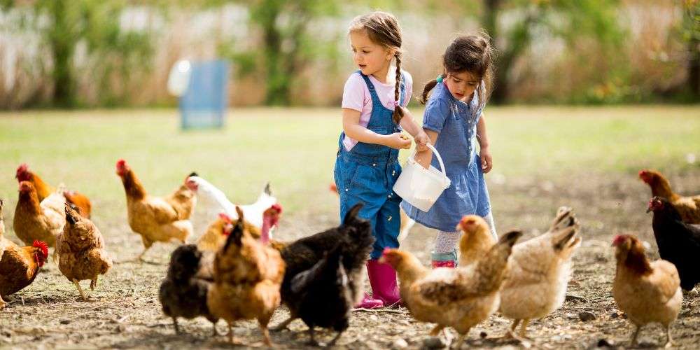 2 girls feeding chickens with a white bucket