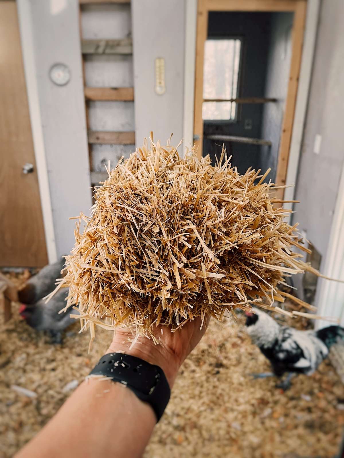Holding up a large handful of chopped straw inside a chicken coop
