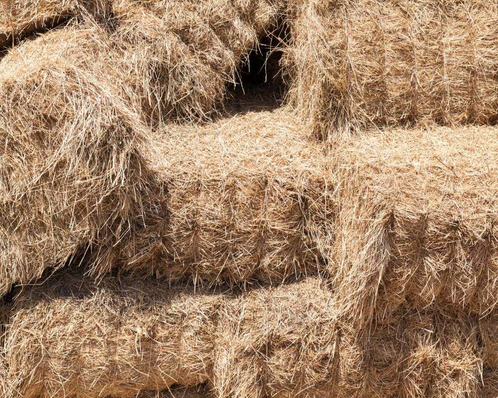 Square bales of dried straw in a pile