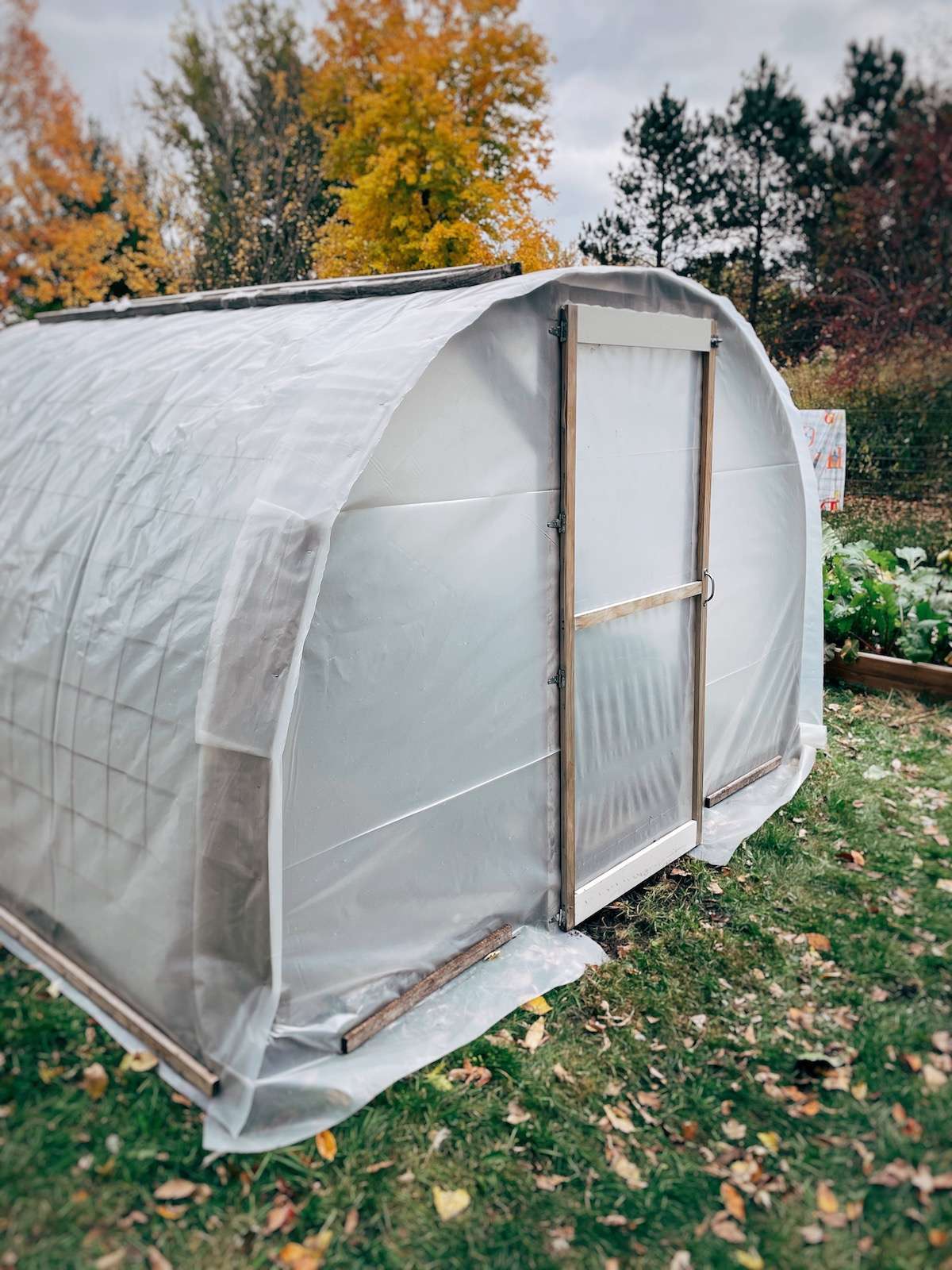 A photo of a small hooped greenhouse covered with polyethylene plastic in the fall