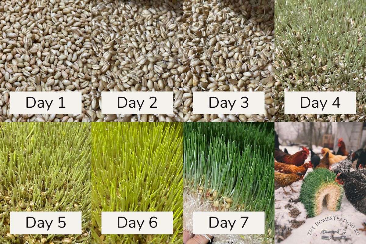 Side-by-side photos showing how chicken fodder develops over a 7 day period