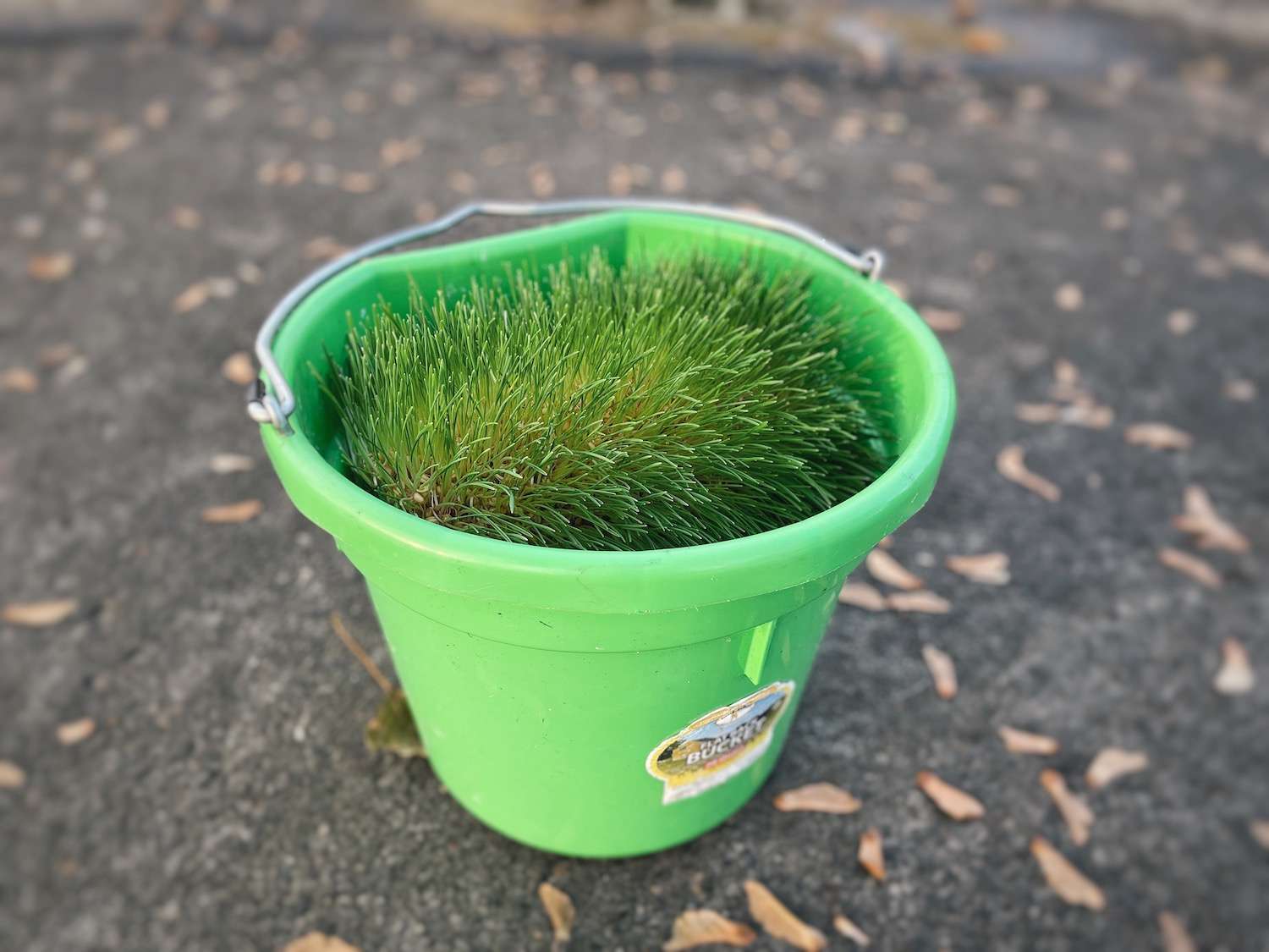 A photo of a green bucket holding an entire mat of chicken fodder