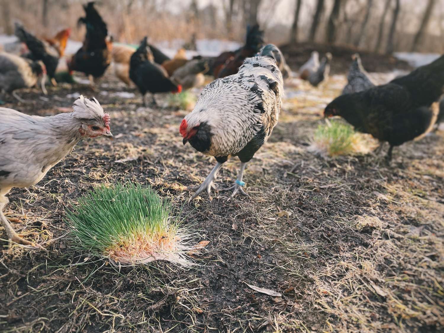 A photo of chicken fodder torn into smaller pieces for a large flock of chickens outside