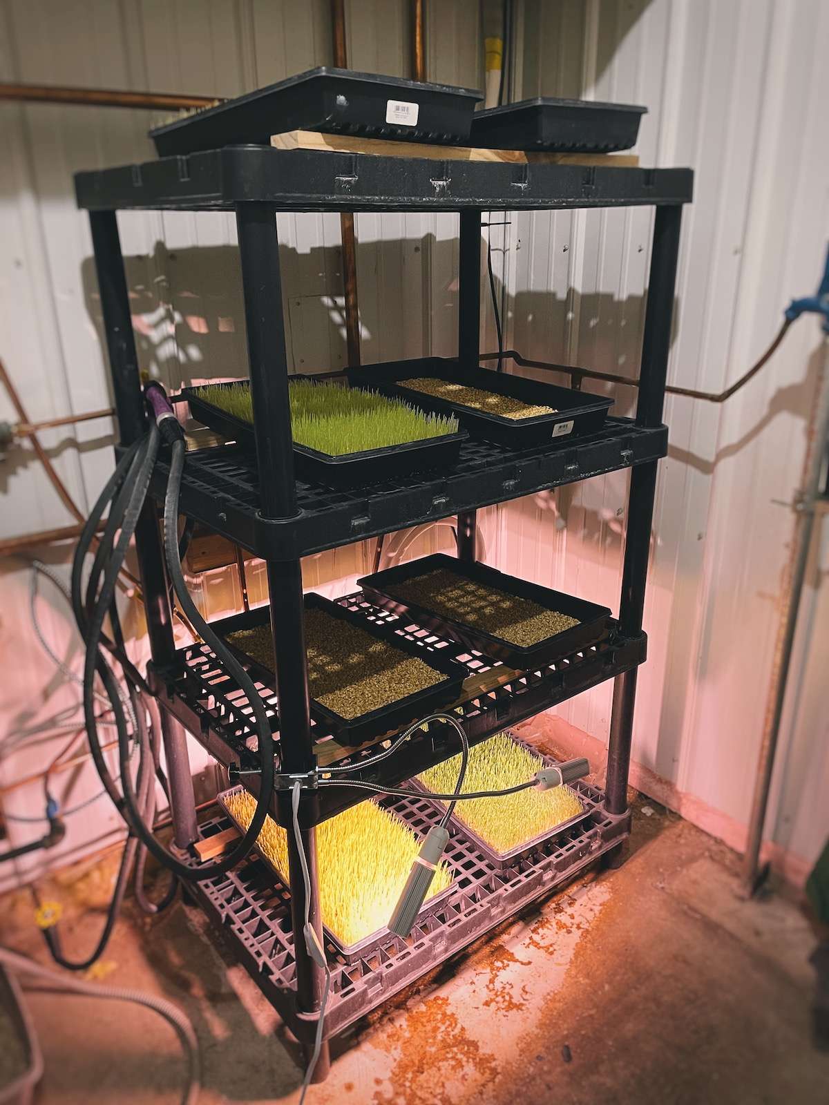 Photo of my entire chicken fodder station with grow lights