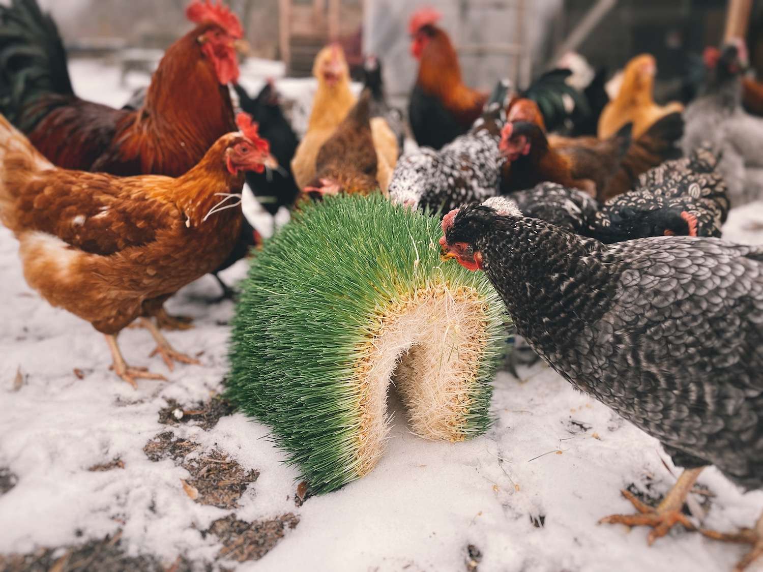 A flock of chickens picking apart a mat of chicken fodder outside in the snow