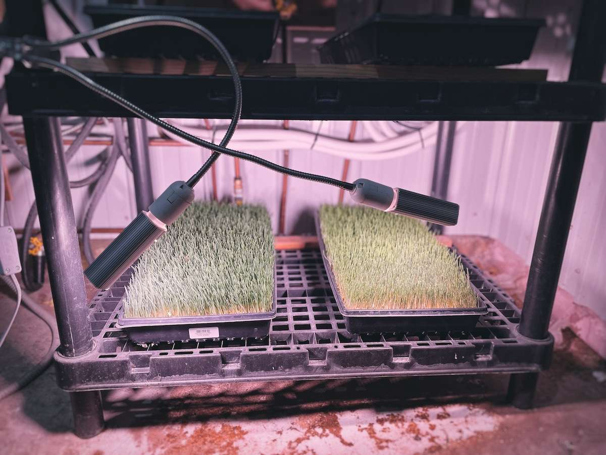 Close up view of the grow lights on the finishing chicken fodder trays