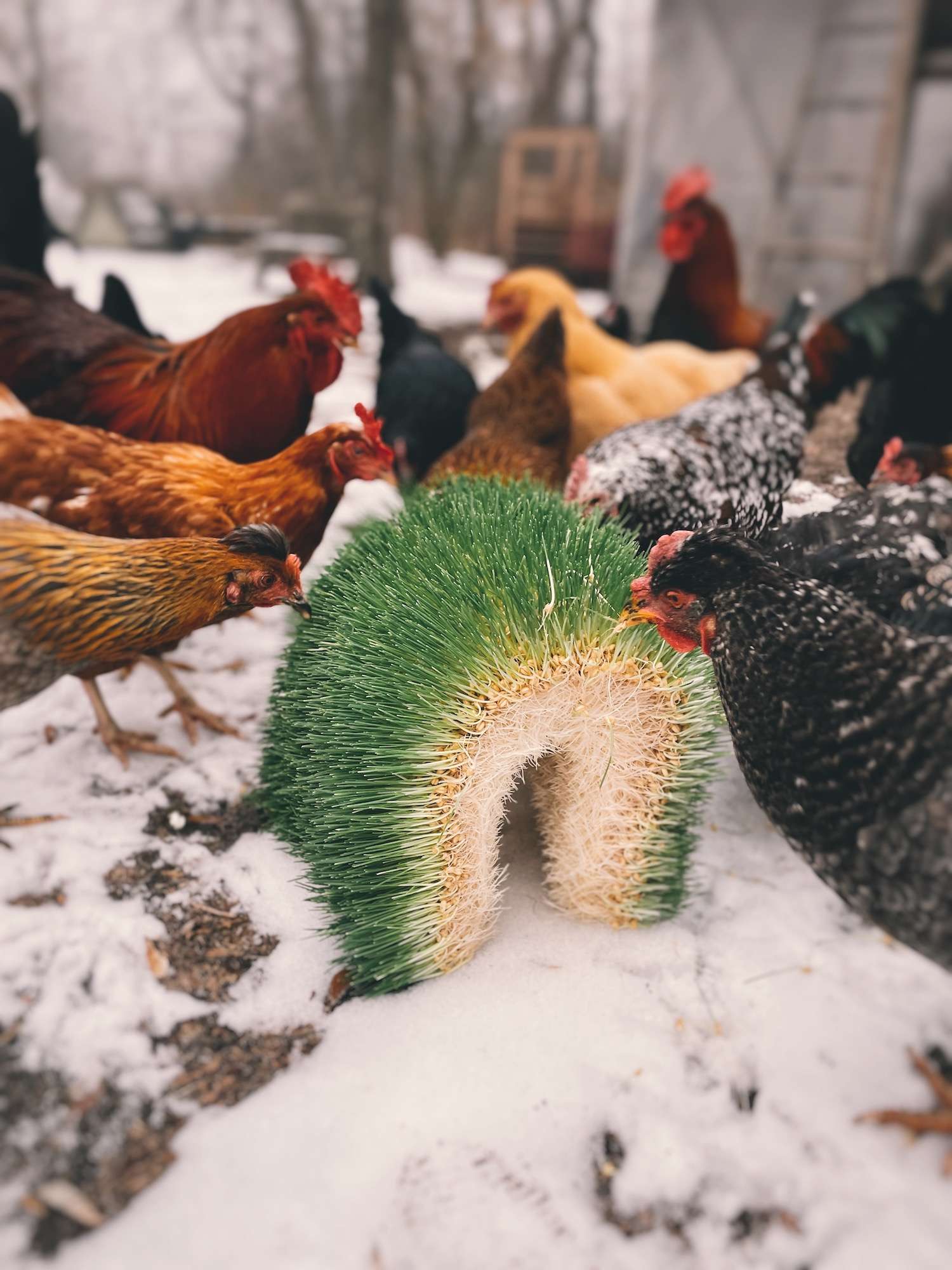 Chickens surrounding a mat of chicken fodder than is propped up in a rainbow shape