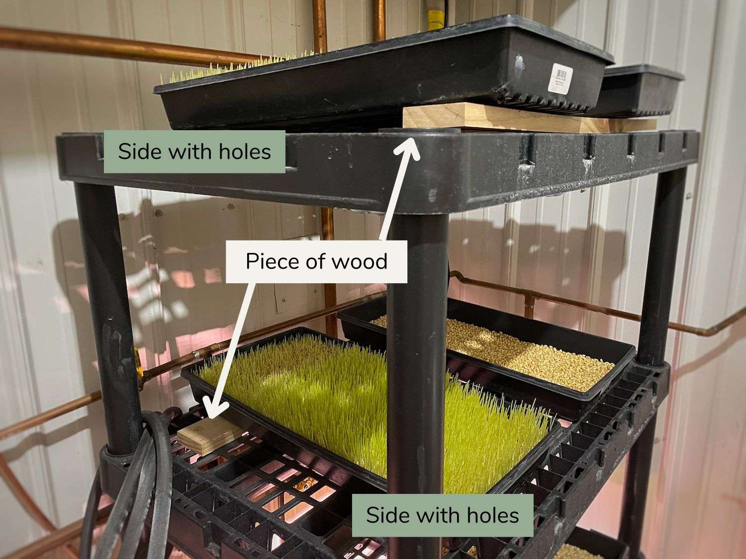 Photo showing how each tray of chicken fodder is tilted in a zig-zag pattern