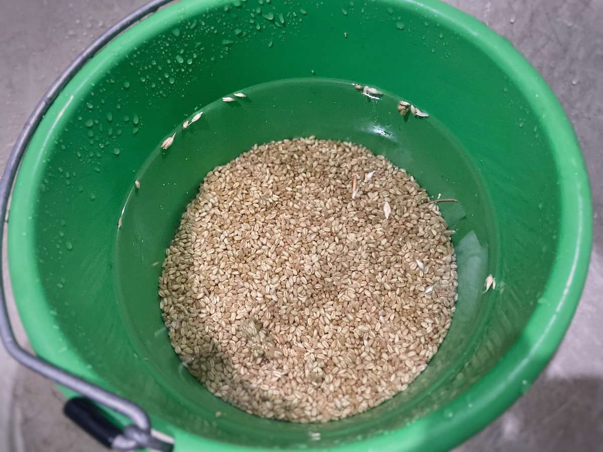 Wheat grain soaking in a green bucket. Some grains are floating.