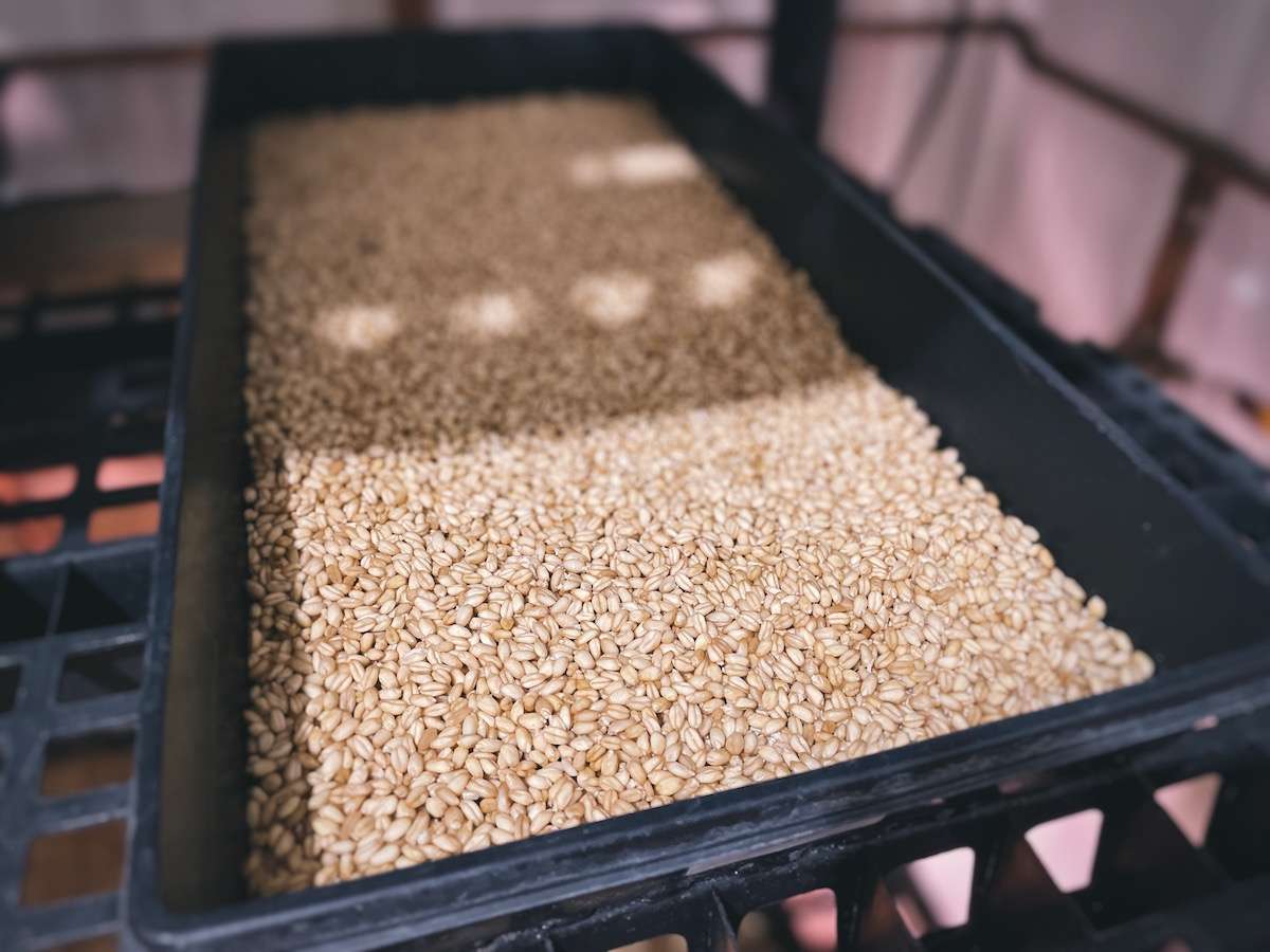 A close up view of soaked wheat spread neatly in a 10x20 tray