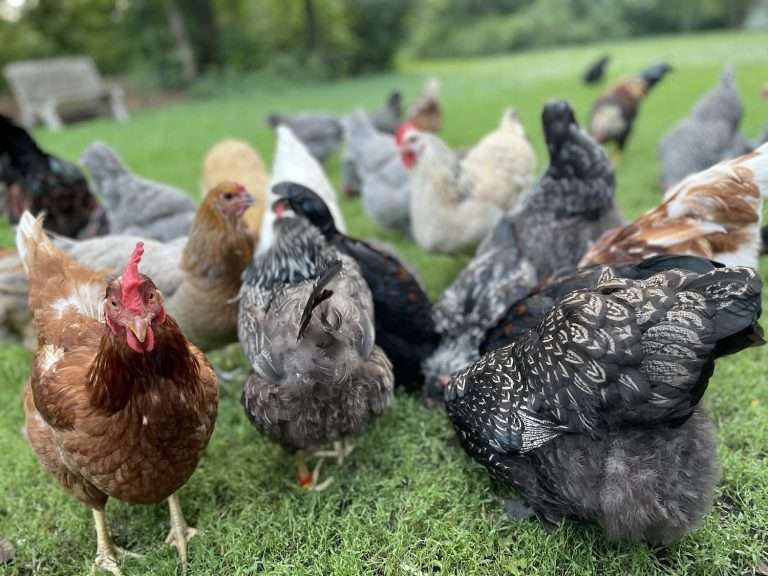 How to Care for Chickens A Beginners Guide