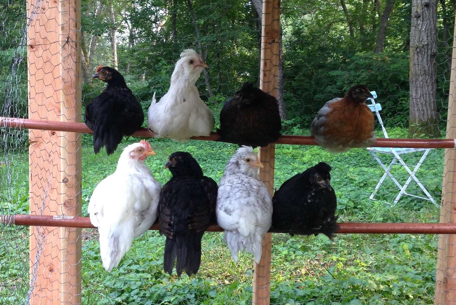 8 pullets and cockerels roosting in a chicken tractor