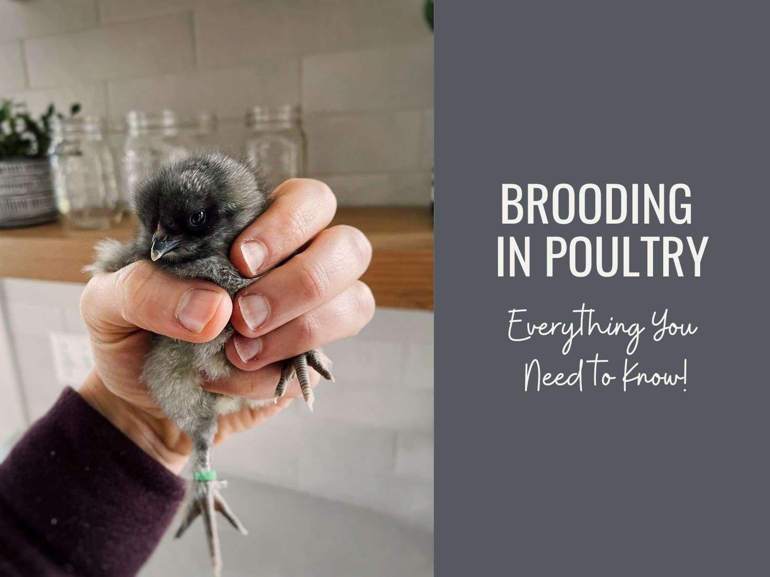 Brooding in poultry blog post promo photo