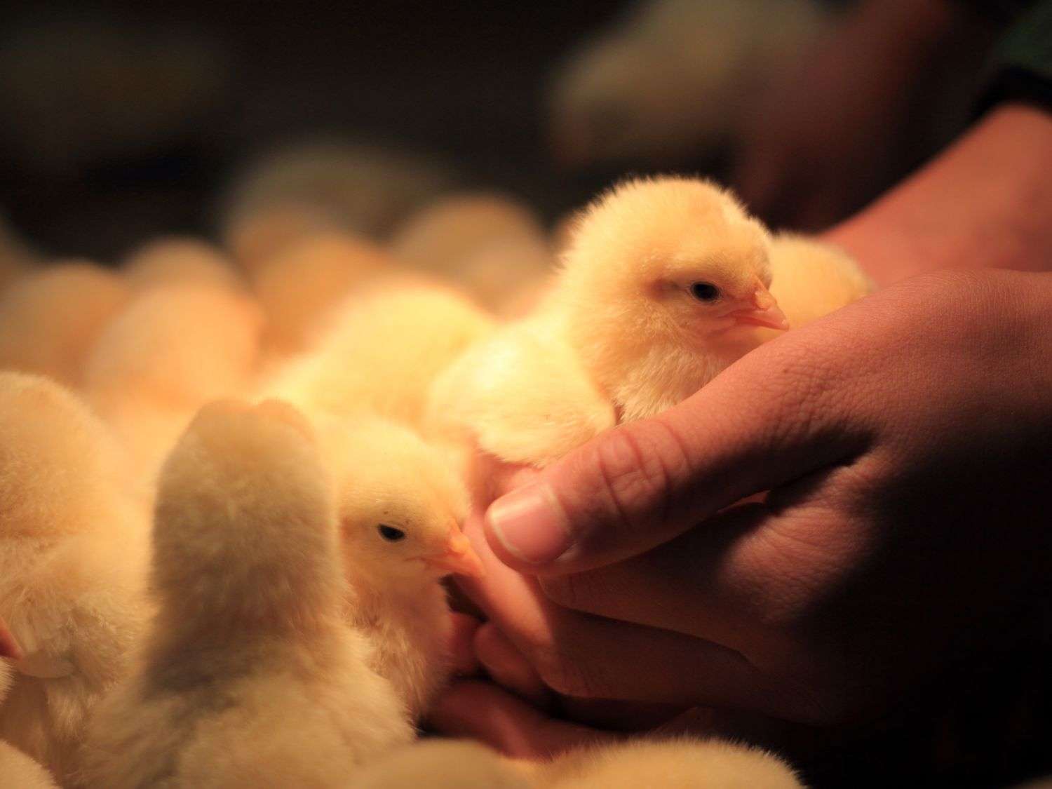 A photo of baby chicks and a person is holding one in their hands held out