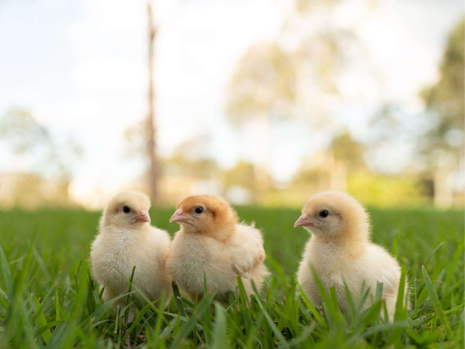3 yellow chicks outside in the grass