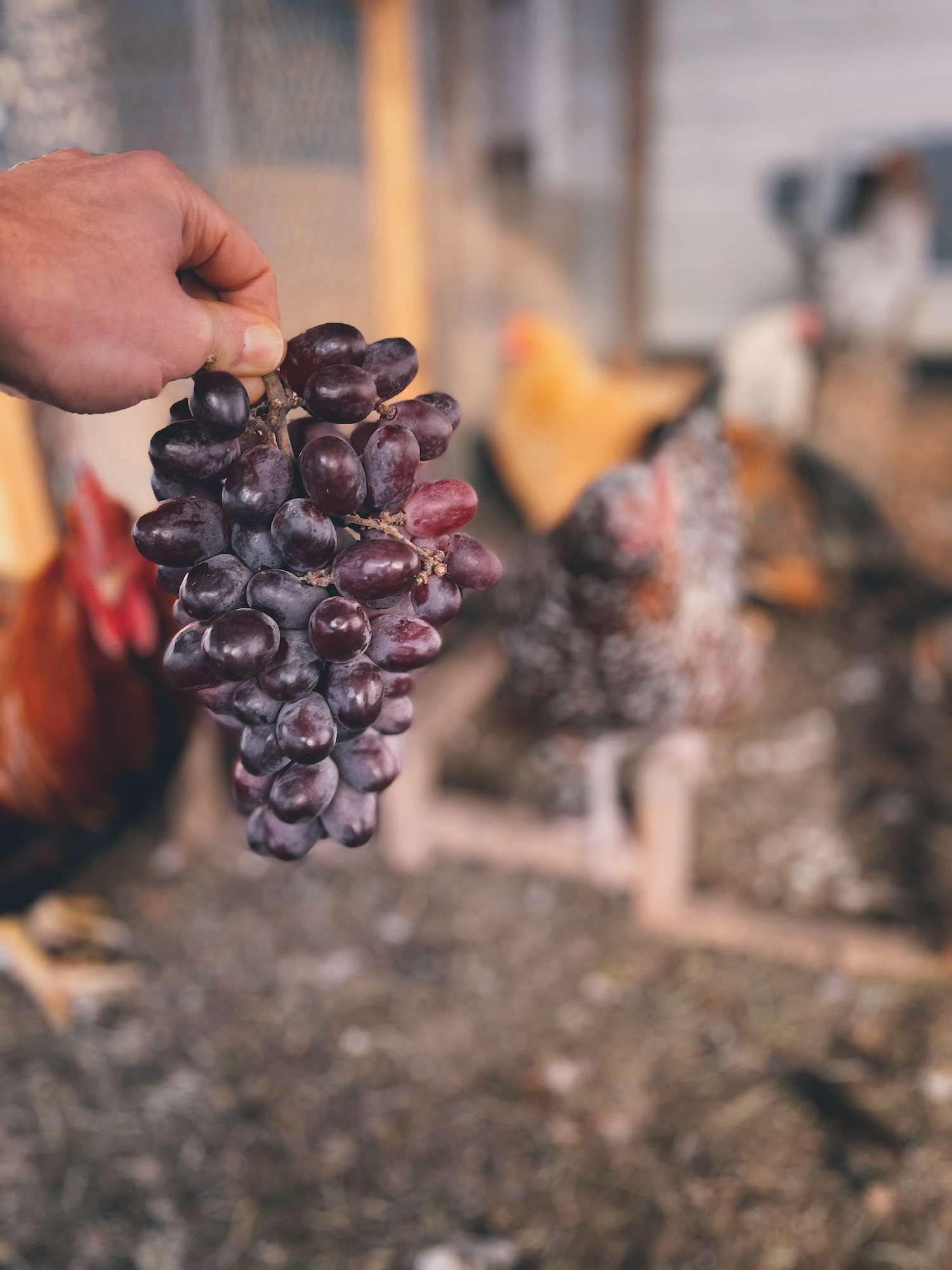 A bundle of grapes held out in front of a group of chickens in the chicken run