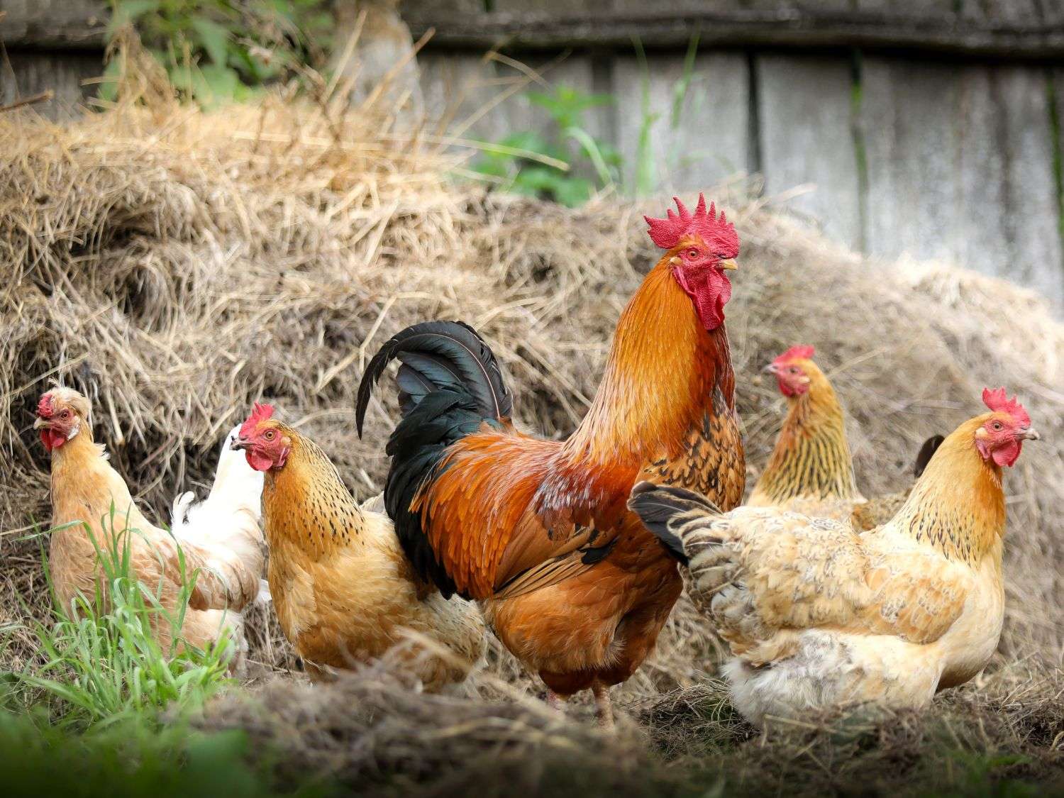 A group of chickens outside in front of a haystack